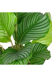 Calathea orbifolia