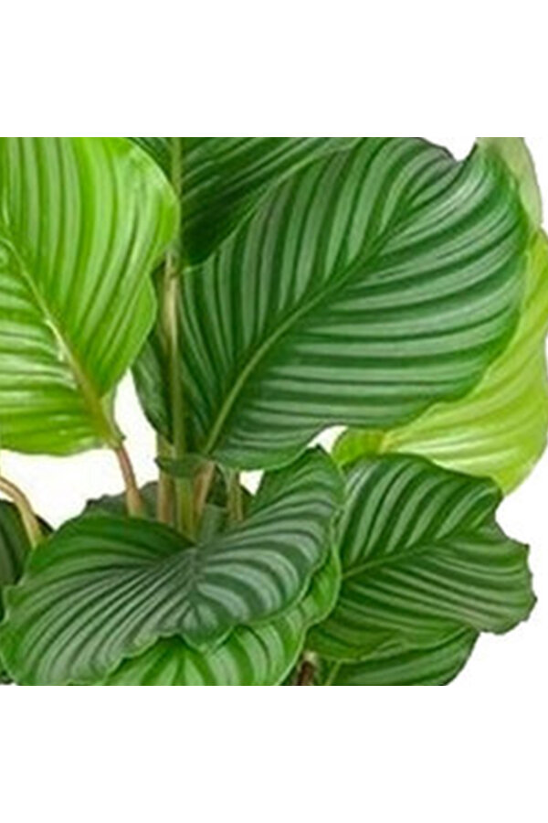 Calathea orbifolia