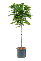 Plante aquatique Ficus Cyathistipula