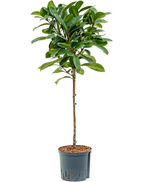 Plante aquatique Ficus