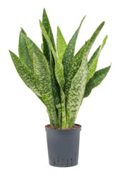 Plante hydroélectrique Sansevieria Masoniana Dragon