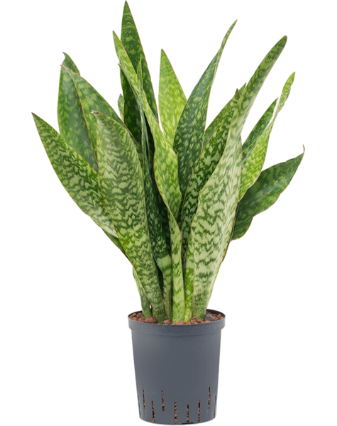 Plante hydroélectrique Sansevieria