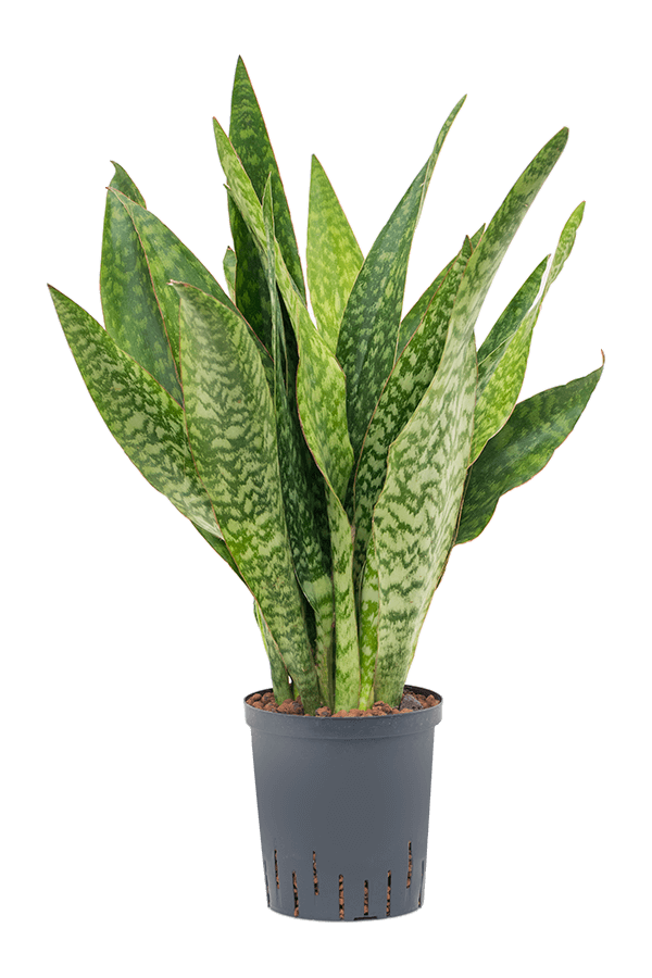 Plante hydroélectrique Sansevieria Masoniana Dragon