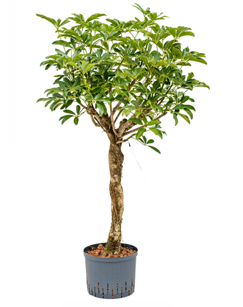 Centrale hydroélectrique Schefflera