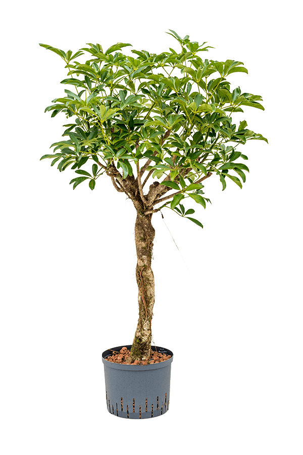 Plante hydroélectrique Schefflera Arboricola Compacta