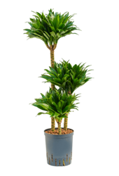 Plante aquatique Dracaena Fragrans Compacta