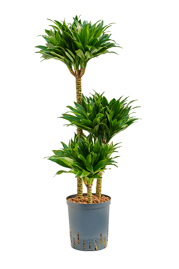 Plante aquatique Dracaena Fragrans Compacta