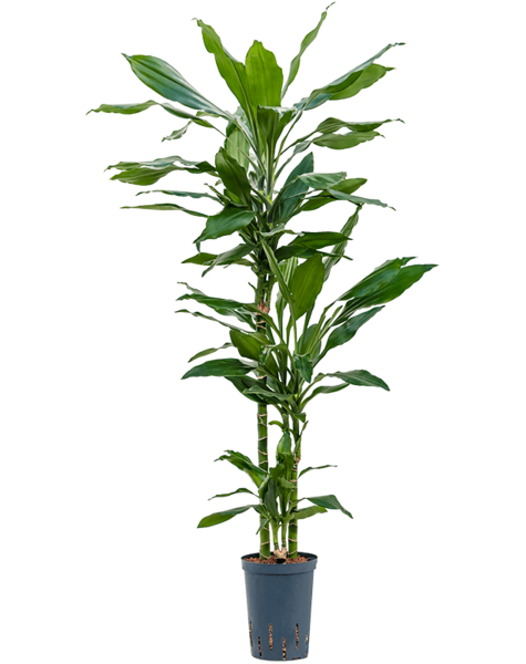 Plante hydroélectrique Dracaena