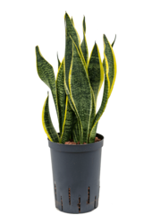 Plante hydroélectrique Sansevieria Trifasciata Futura Superba