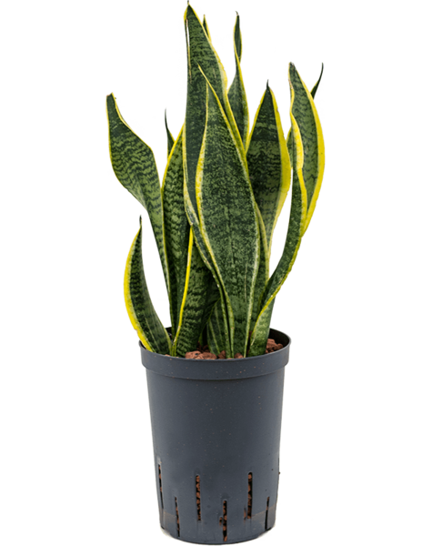 Plante hydroélectrique Sansevieria