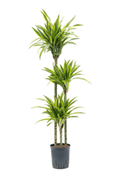 Plante hydroponique Dracaena Fragrans Lemon Lime