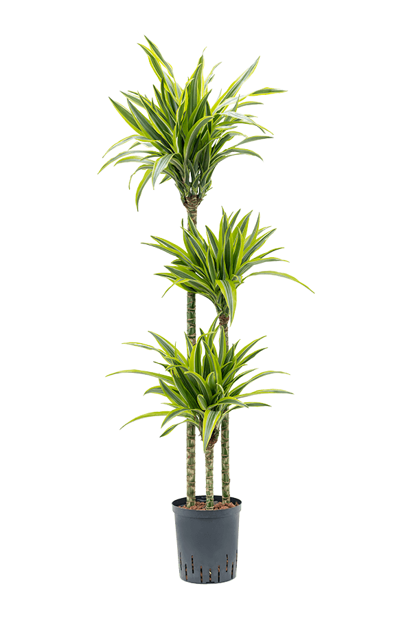 Plante hydroponique Dracaena Fragrans Lemon Lime