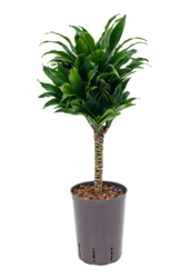 Plante aquatique Dracaena Fragrans Compacta