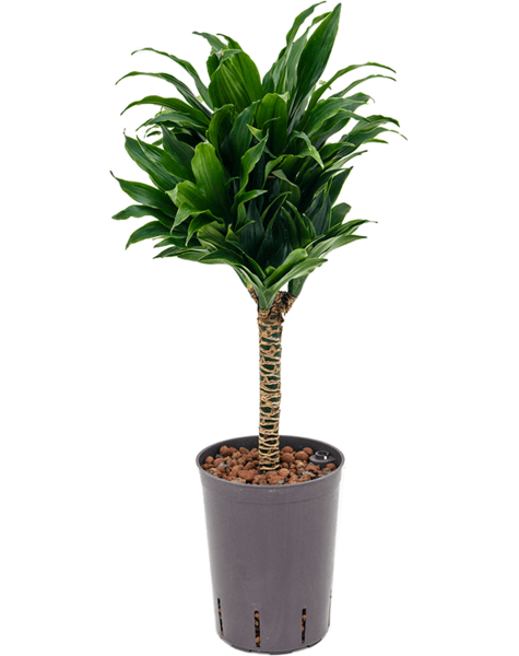 Plante hydroélectrique Dracaena