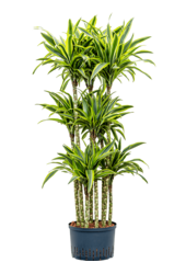 Plante hydroponique Dracaena Fragrans Lemon Lime