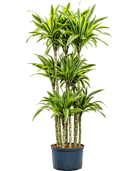 Plante hydroélectrique Dracaena