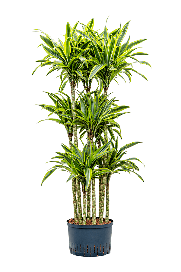 Plante hydroponique Dracaena Fragrans Lemon Lime