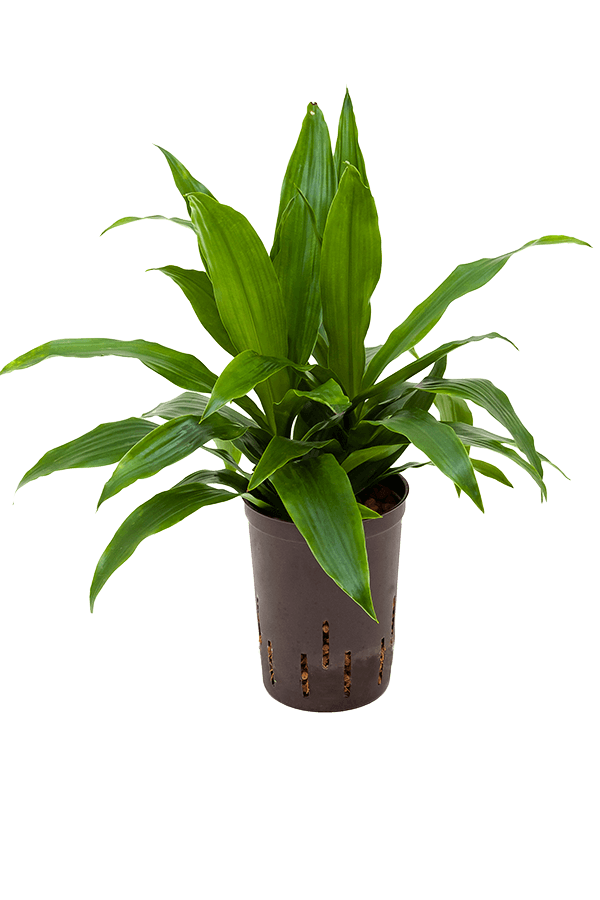 Plante aquatique Dracaena Fragrans Janet Craig