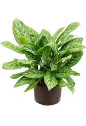 Hydroplant Aglaonema Stripes