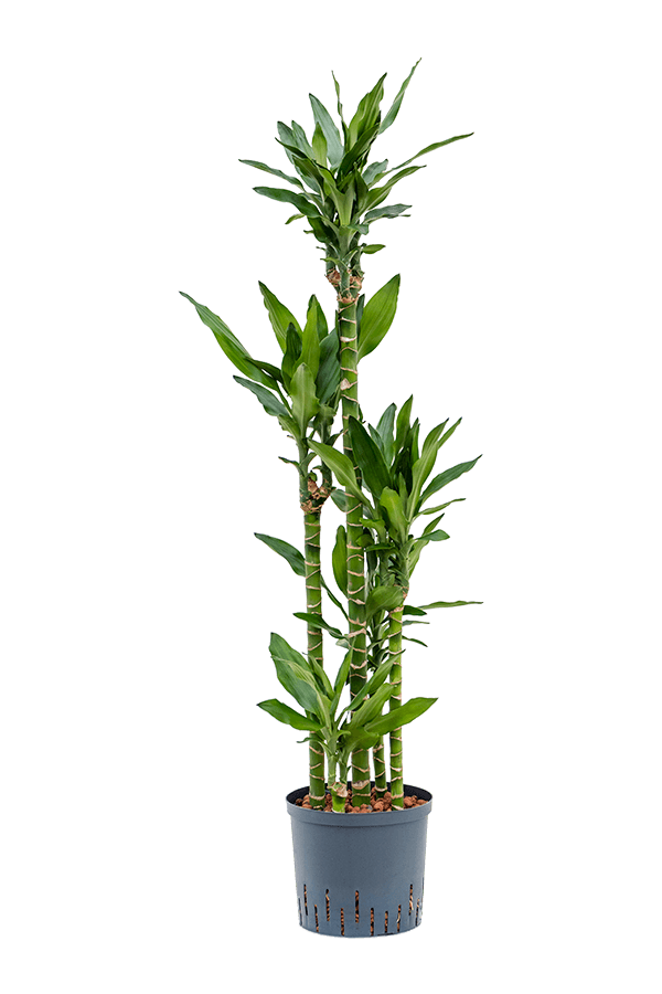 Plante aquatique Dracaena Fragrans Burundii