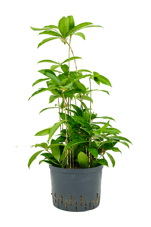 Plante aquatique Dracaena Surculosa