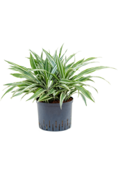 Plante aquatique Dracaena Deremensis White Stripe