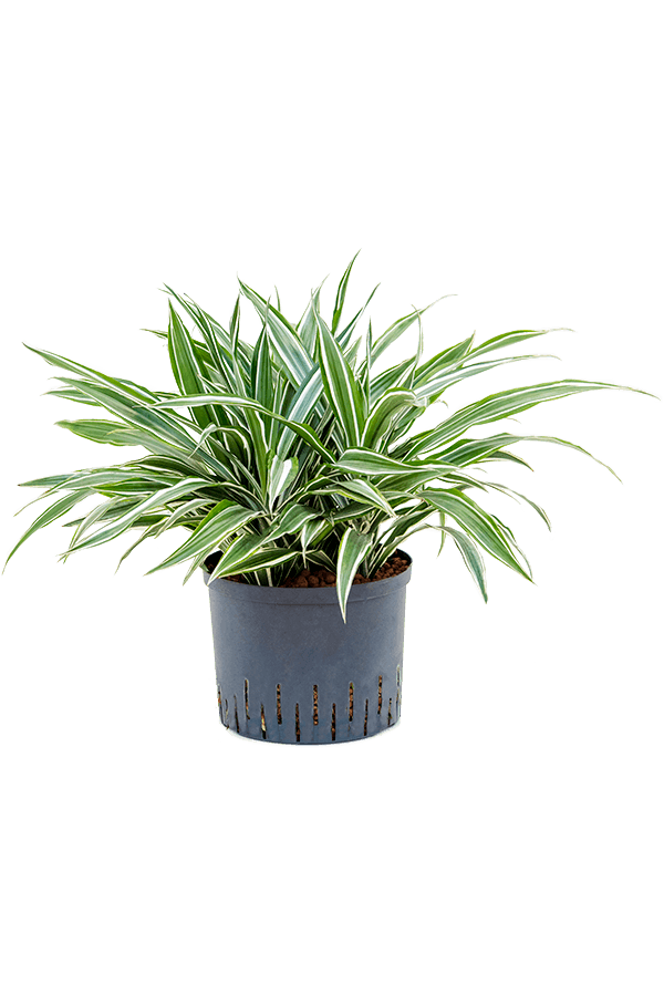 Plante aquatique Dracaena Deremensis White Stripe