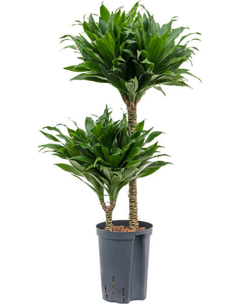 Plante hydroélectrique Dracaena