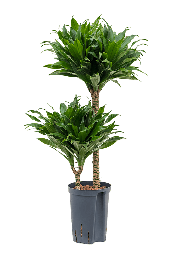 Plante aquatique Dracaena Fragrans Compacta