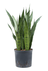 Plante hydroélectrique Sansevieria Zeylanica