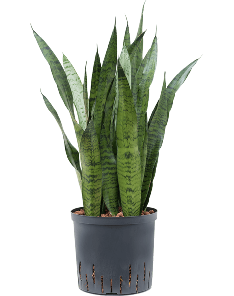 Plante hydroélectrique Sansevieria