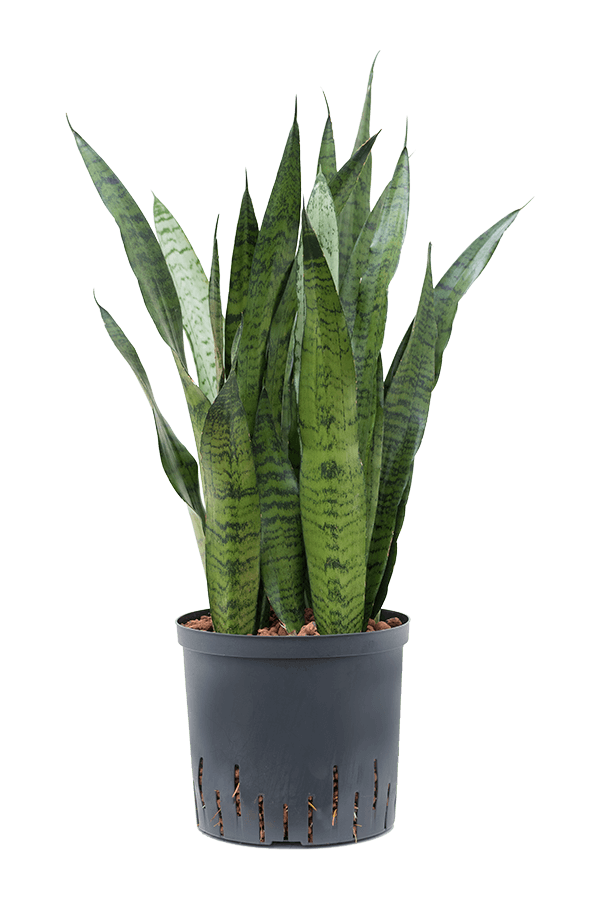 Plante hydroélectrique Sansevieria Zeylanica