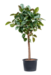 Plante aquatique Ficus Elastica Robusta