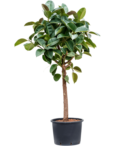 Plante aquatique Ficus