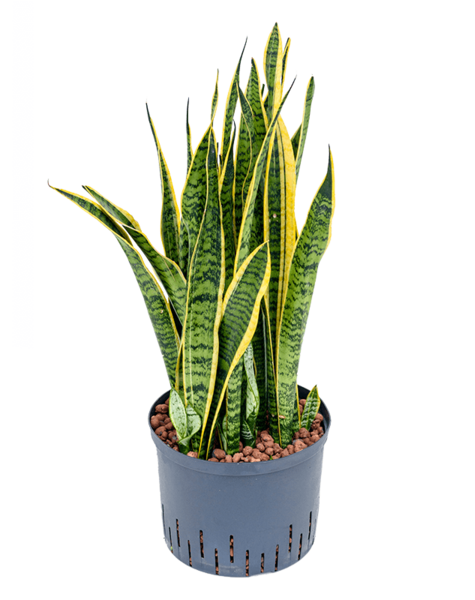 Plante hydroélectrique Sansevieria