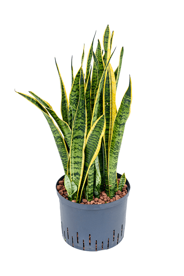 Plante hydroélectrique Sansevieria Trifasciata Laurentii