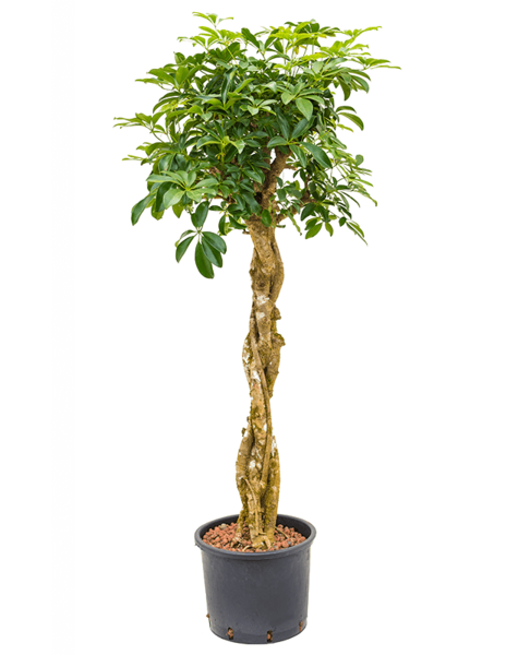 Centrale hydroélectrique Schefflera