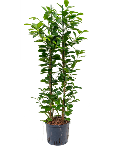 Plante aquatique Ficus