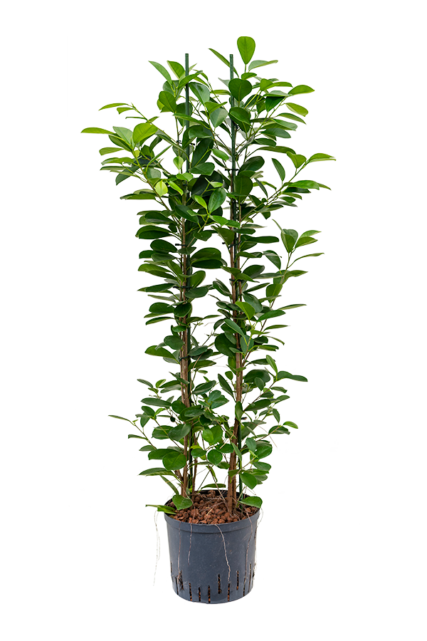 Plante aquatique Ficus Microcarpa Moclame