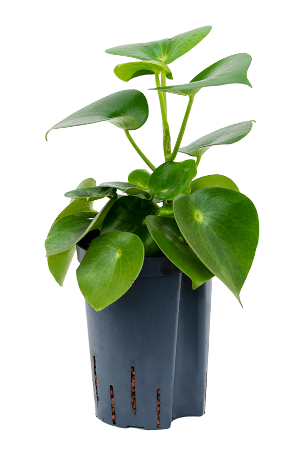 Plante hydroélectrique Peperomia Polybotrya Raindrop