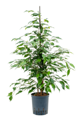 Plante aquatique Ficus Benjamina Danita