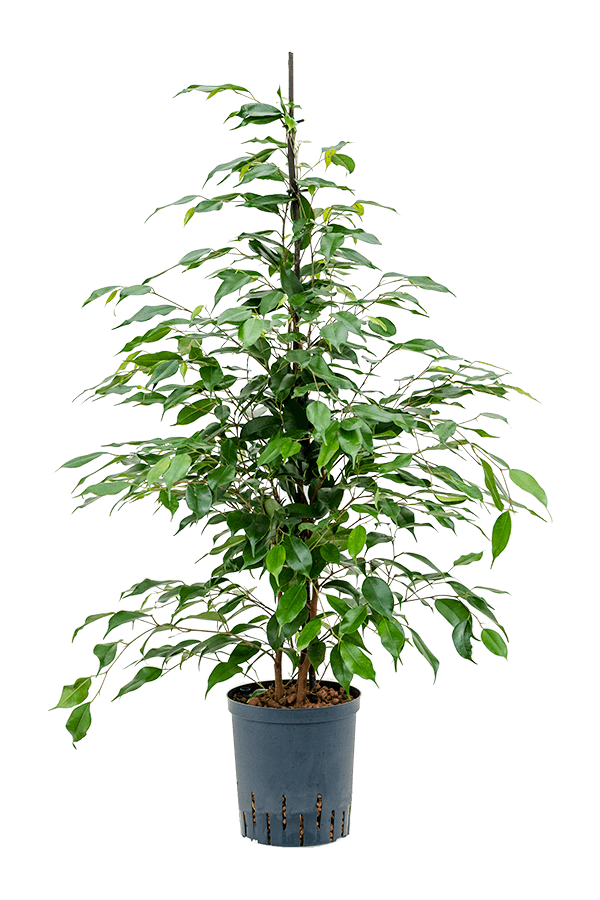 Plante aquatique Ficus Benjamina Danita