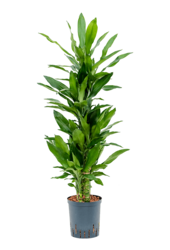 Plante aquatique Dracaena Fragrans Burundii