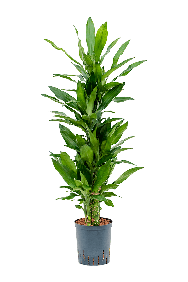 Plante aquatique Dracaena Fragrans Burundii