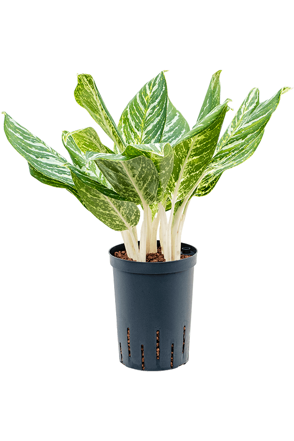 Plante hydroélectrique Aglaonema Madonna