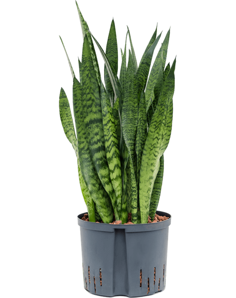 Plante hydroélectrique Sansevieria