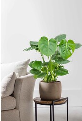 Plante aquatique Monstera Deliciosa