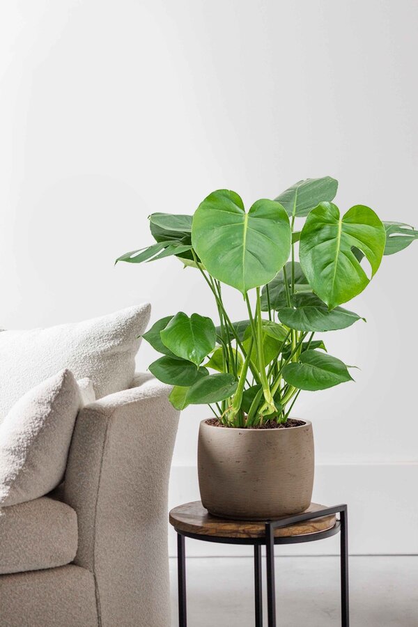 Plante aquatique Monstera Deliciosa