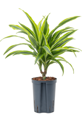 Plante hydroponique Dracaena Fragrans Lemon Lime