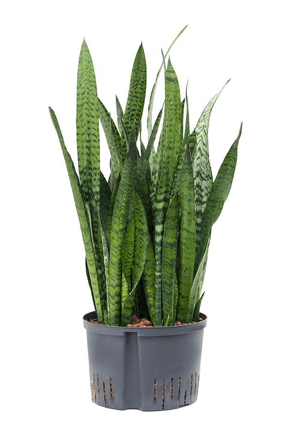 Plante hydroélectrique Sansevieria Zeylanica